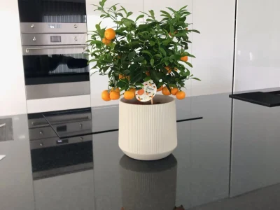 03vrnpjs7qbrrfjh31pwsmvl8zbc