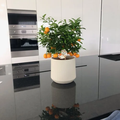 03vrnpjs7qbrrfjh31pwsmvl8zbc