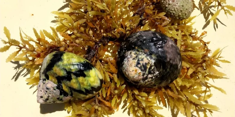 0qnrls5pyyp98j0iz8t6wq0182gt