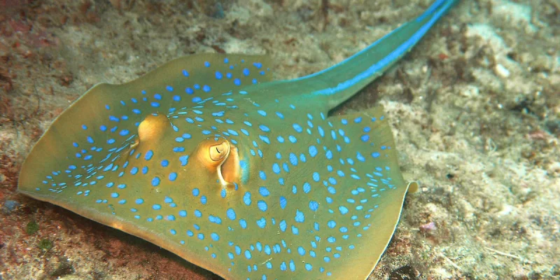 1200px-Taeniura_lymma2a