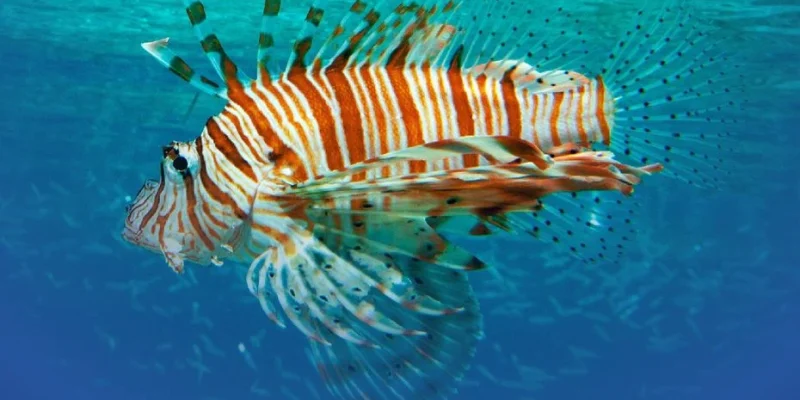 5d95e00a2671a_urml-martinique-visuel-rubrique-poisson-lion-01-598987