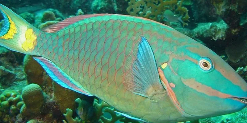 5e2b574310515_st._vincentgrenadinesparrotfishcaribbeanwikipedia-1266823