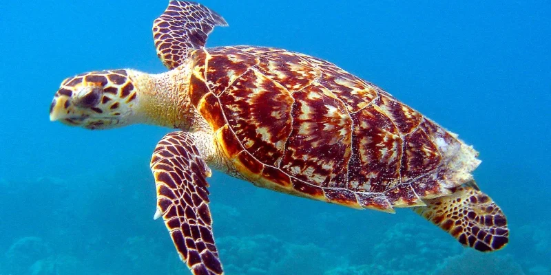 6.-TORTUE-IMBRIQUEE