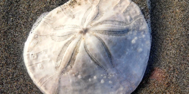 8tmpat073cnkcvg9cgrcy2sbz6cz