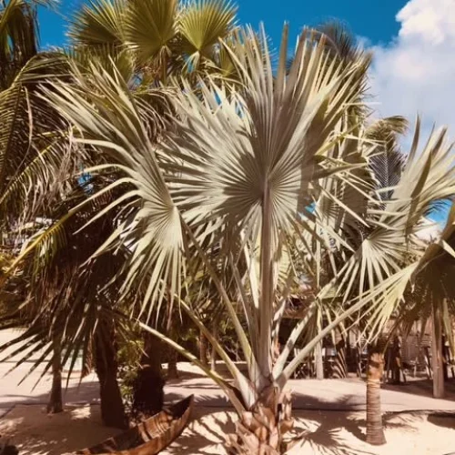 995jg6mjwwkz9ter4smakqq1j8tz (1)