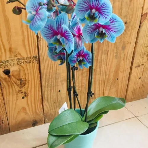 9jo7whgshmq3n4jogvqx55ezvd6f (1)