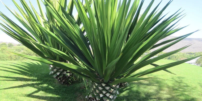 Agave sisalana