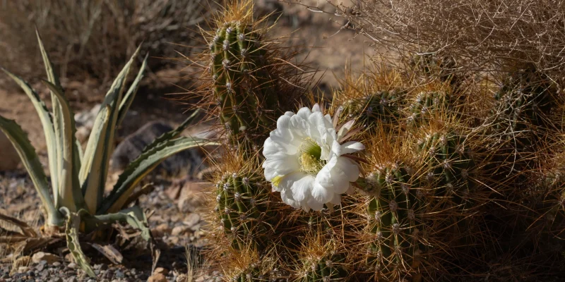 Cactus Cierge_saint-martin
