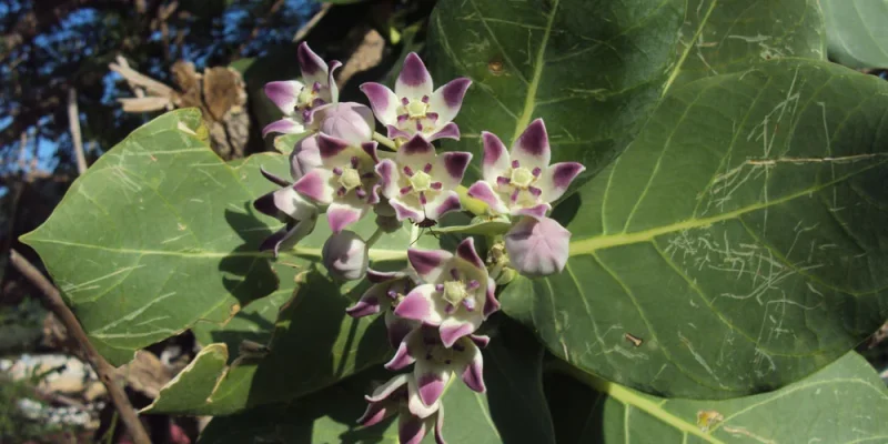 Calotropis procera Ait.f.