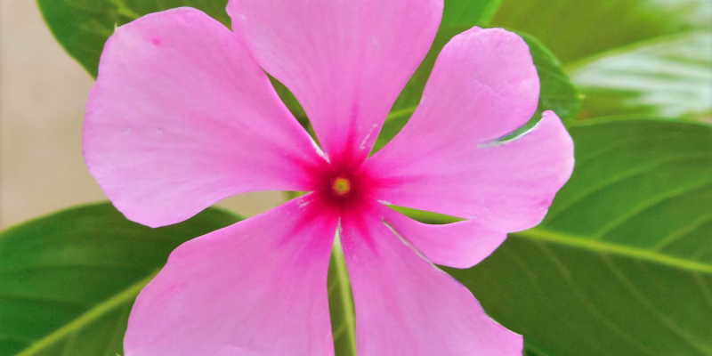 Catharanthus roseus