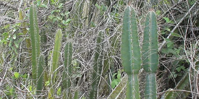 Cereus Hexagonus