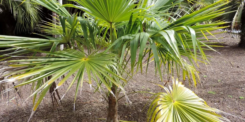 Coccothrinax_barbadensis_kz1-1