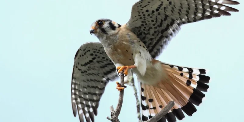 Crécerelle d'Amérique