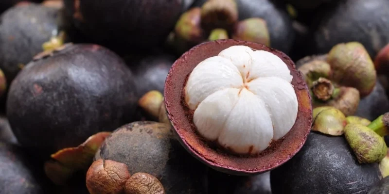 Garcinia-mangostana-Fruits-CC0-