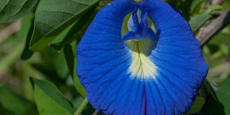 GrainesdePoisBleu_Clitoriaternatea3