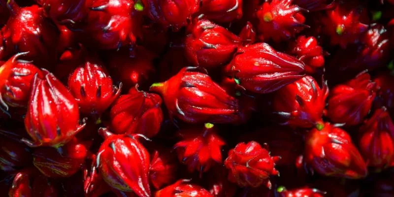 Groseille-pays gwada