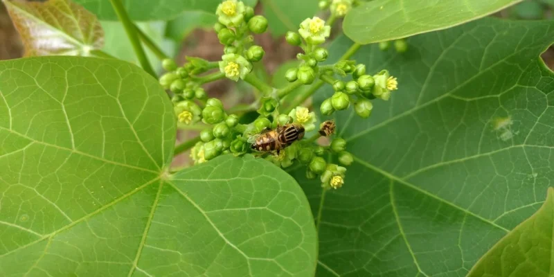 Jatropha cursas L.