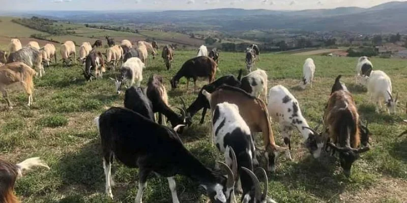 Les Cabris de Saint Martin