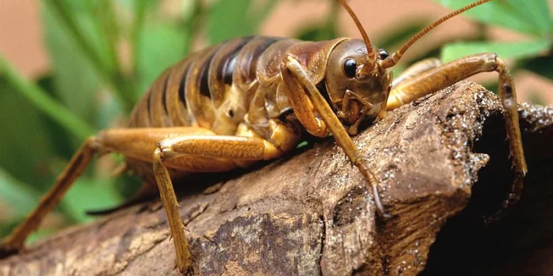 Les Insectes de Saint Martin