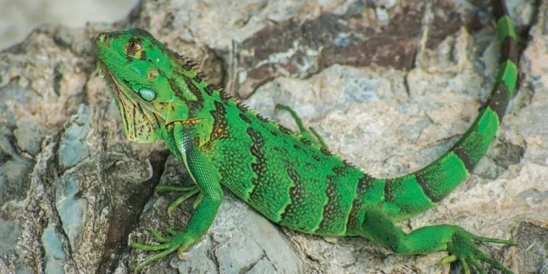 Les Lézards de Saint Martin