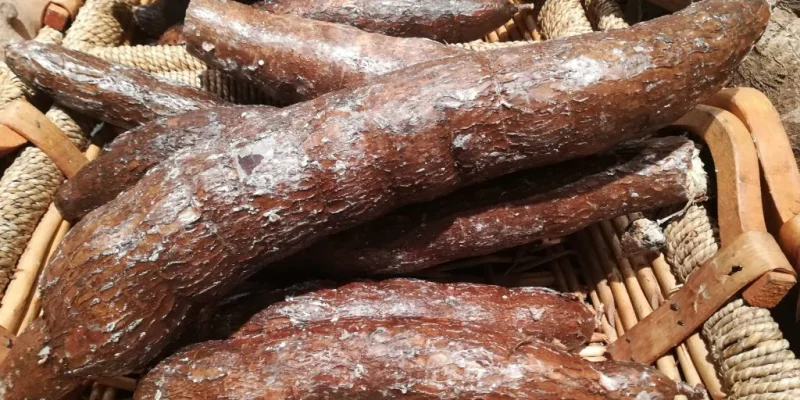 Manioc-1024x578