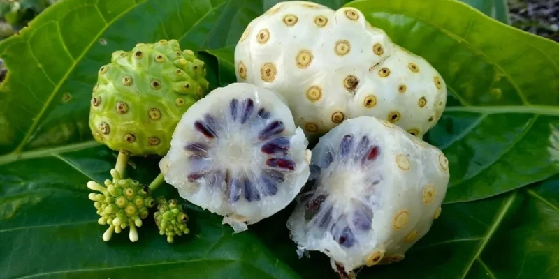 Noni