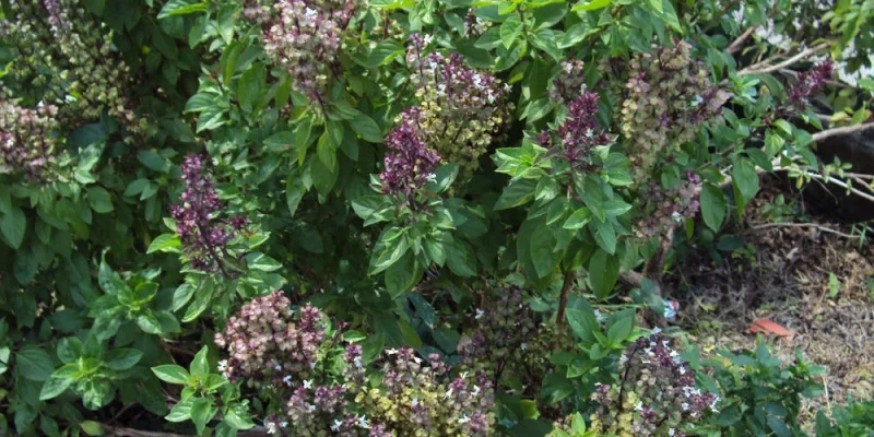 Ocimum basilicum L.`