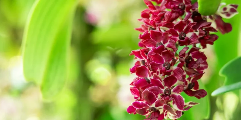 Orchidee-sauvage-st-martin