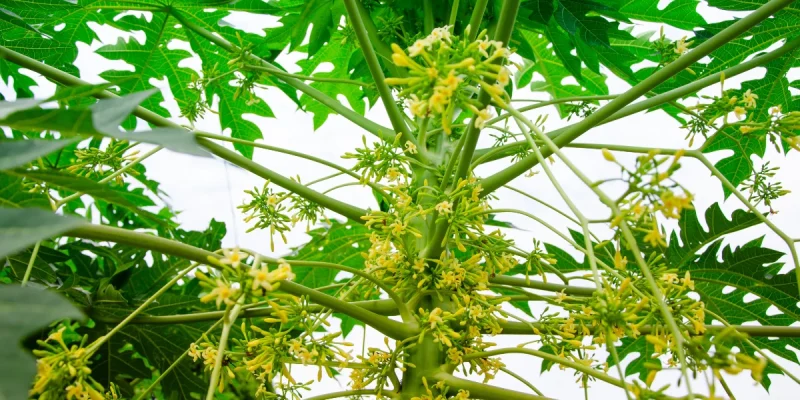 Papayer mâle_st-martin