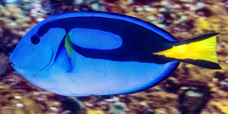 Paracanthurus-hepatus-Acanthuridae-20150414-Komodo_ID-FLFishi-scaled