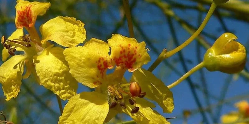 Parkinsonia-aculeata-FleursCC-BY-SA-3.0-Stan-Shebs-e1647334353287