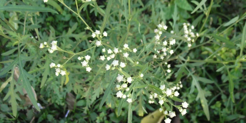 Parthenium_hysterophorus-yercaud-salem-India