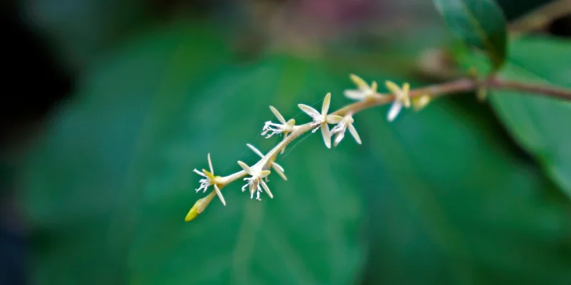 Petiveria alliacea L._st-martin