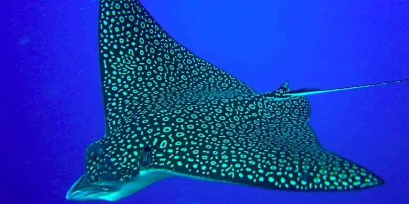 Raie-aigle-leopard-lagon-La-Reunion