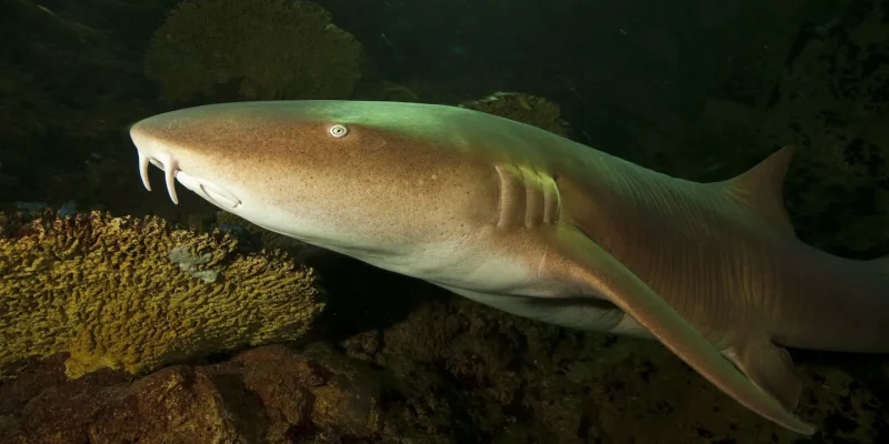 Requin-nourrice ALEXIS ROSENFELD (4) COUV.jpg