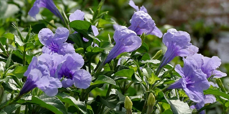 Ruellia_tuberosa_(Wayside_Tuberose)_in_Hyderabad_W_IMG_9012
