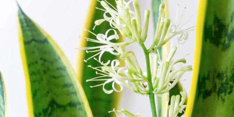 Sansevieria metallica.jpg