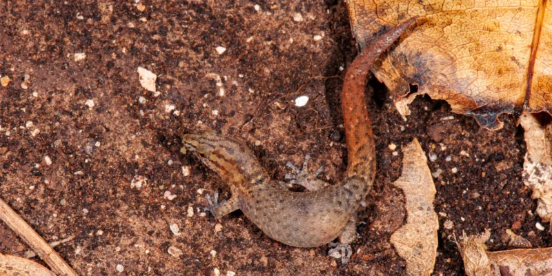 Sphaerodactylus_parvus_1