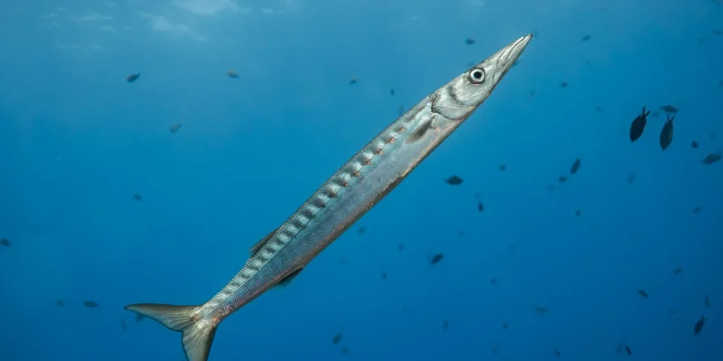 Sphyraena-viridensis-2