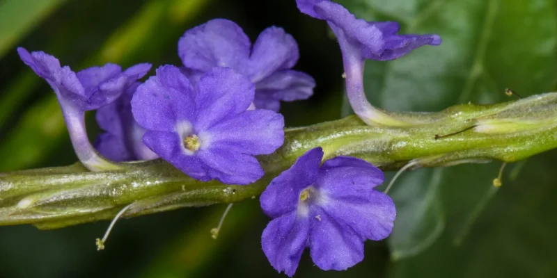 Stachytarpheta_jamaicensis_2