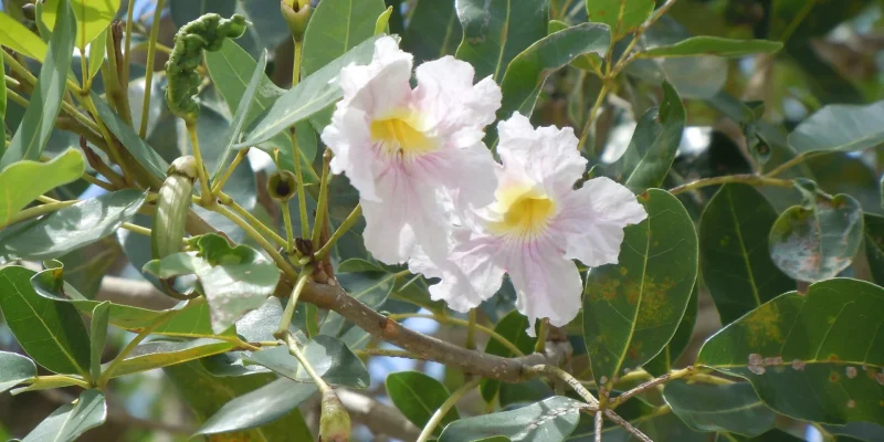 Tabebuia_heterophylla-_Martinique