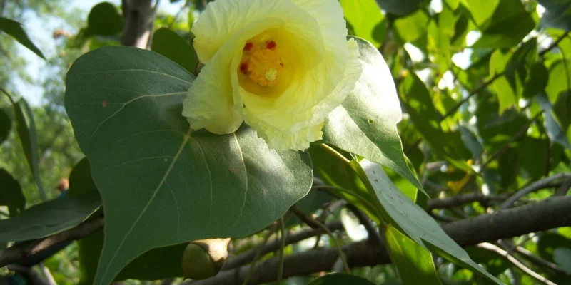 Thespesia populnea L.