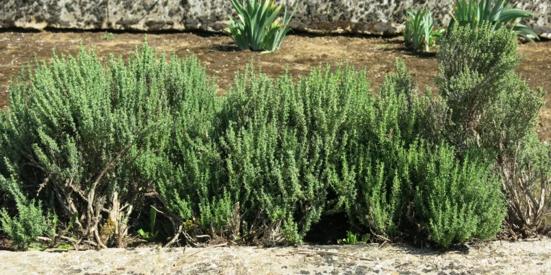 Thymus_vulgaris_in_garden_(2018)_6