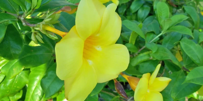 allamanda-jaune-st-martin
