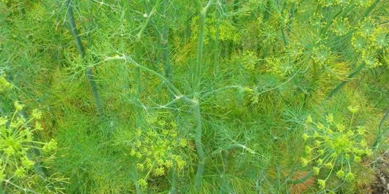 aneth-bio-boiteagraines-aromatique-2