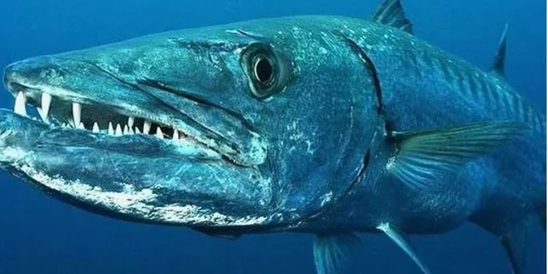 barracuda-668c4ae3f3e28086085220