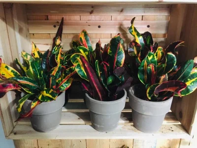 c93eksj14e53z17giz193inumn3y (1)