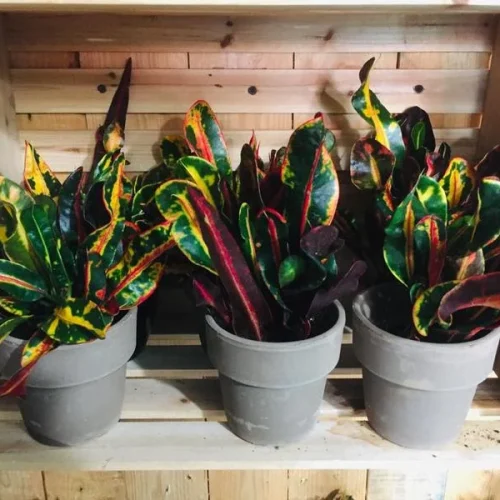 c93eksj14e53z17giz193inumn3y (1)