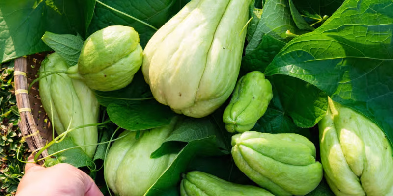 christophine chayotte