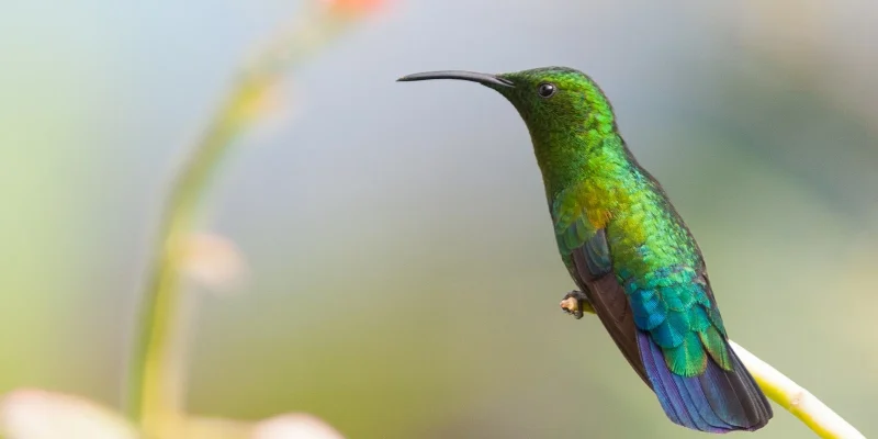 colibri-falle-vert-bis-8489-2